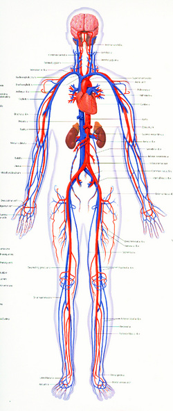 Circulatory - Human Body System Interactions