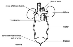 Excretory - Human Body System Interactions